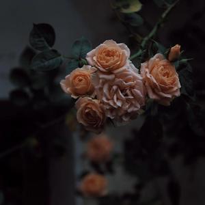 成人免费视频❌❌❌在线观看
